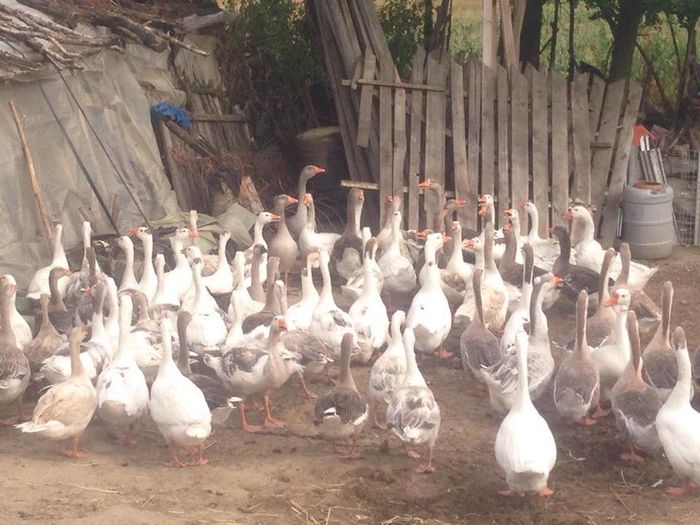 13689769_1246175452083600_1095347285_n