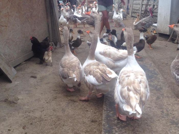 13695253_1246169952084150_53018624_n