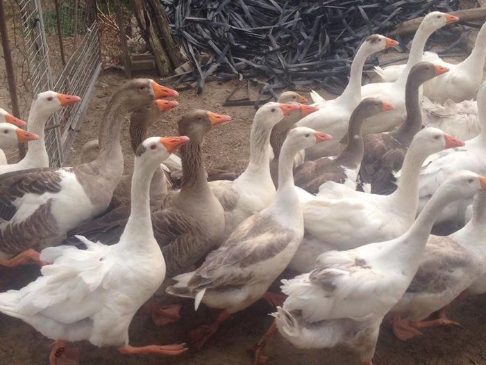 13695676_1246176502083495_958701092_n