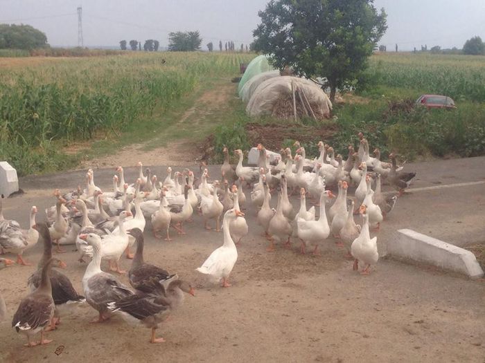 13713428_1246176248750187_2004134497_n