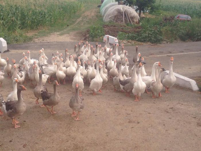 13714303_1246176332083512_97477336_n