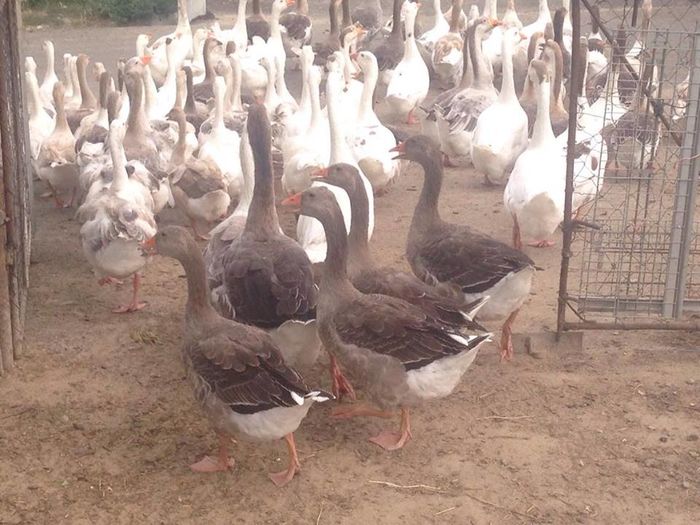 13714350_1246175532083592_1699911747_n