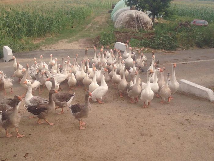 13714351_1246176315416847_1928870237_n