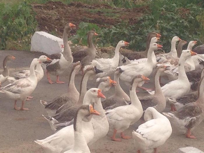 13714357_1246175552083590_1231650197_n