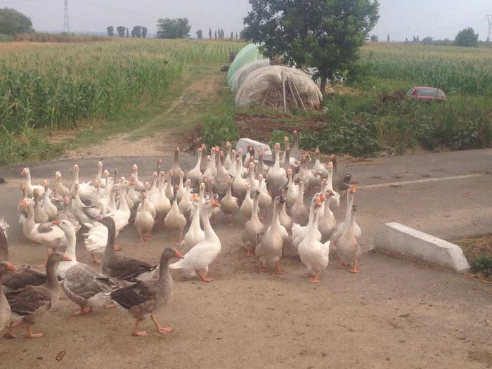 13714426_1246176312083514_1518473016_n