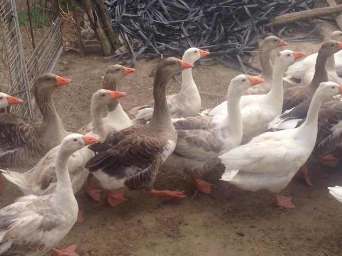 13714562_1246176512083494_49558310_n