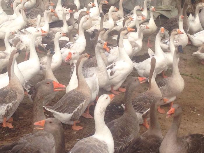 13734821_1246175485416930_614687378_n