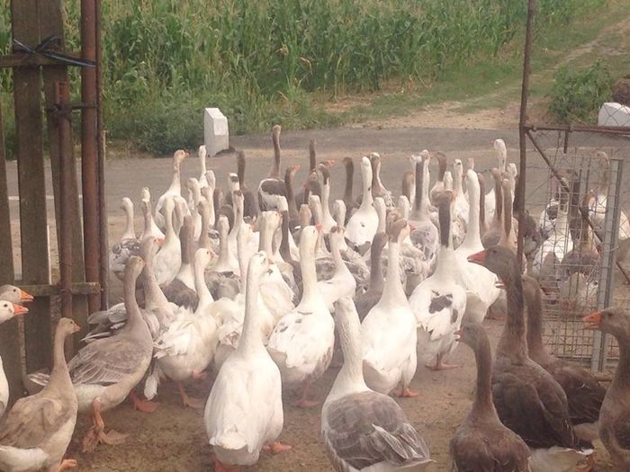 13735298_1246175525416926_876022483_n