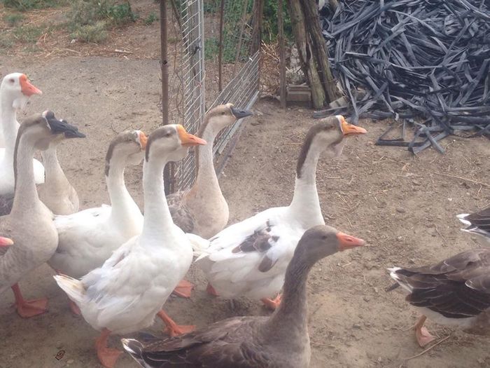 13672190_1246176335416845_332669528_n