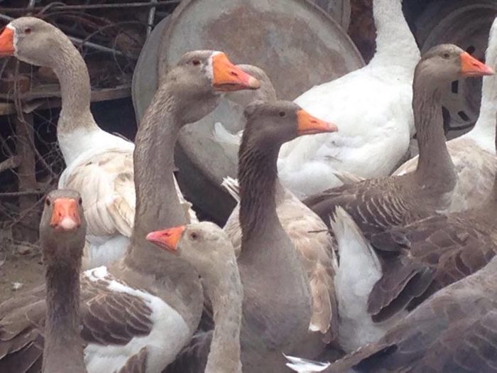 13672191_1246172758750536_1149619994_n