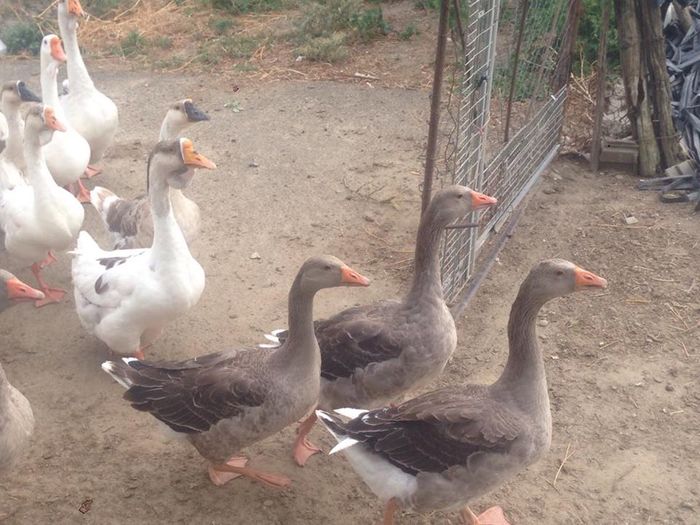 13689676_1246176372083508_1835296448_n