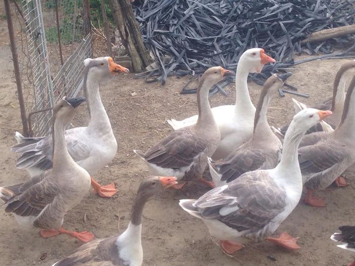 13695162_1246176412083504_1577008808_n