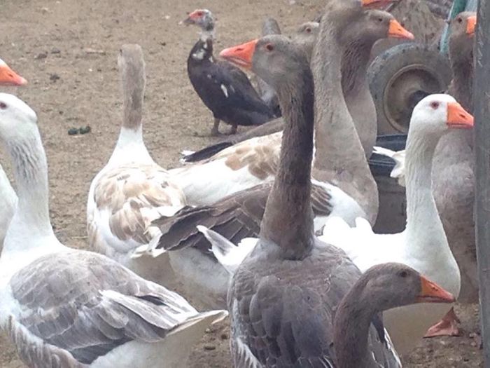 13706162_1246172775417201_92657820_n