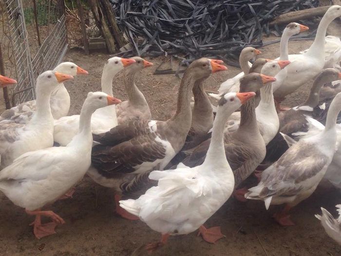 13714574_1246176525416826_1759357095_n