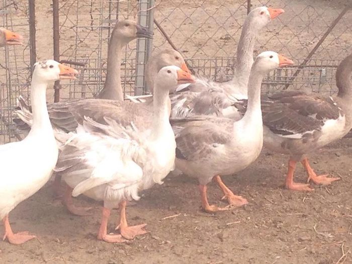 13695254_1246180558749756_596945603_n; CREATA BOBOACA
