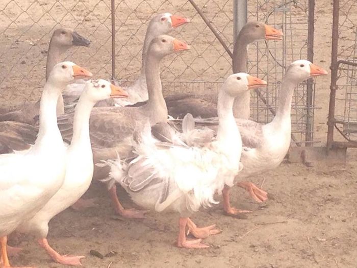 13713386_1246180572083088_1729844045_n