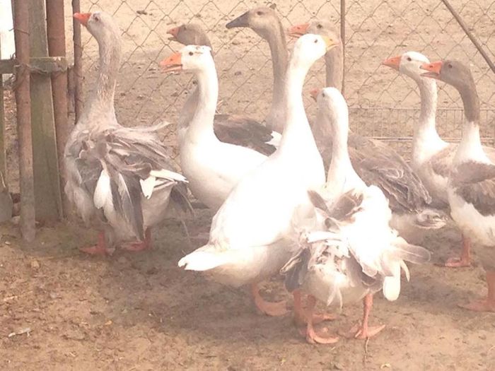 13734775_1246180562083089_280998603_n; CRETE
