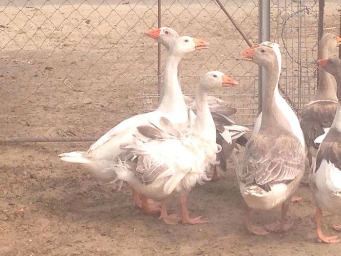 13735430_1246180595416419_394474320_n