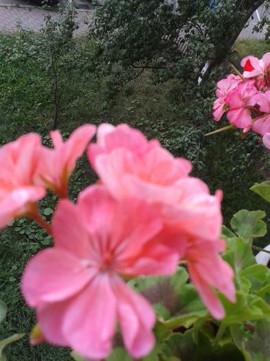 20160715_193254 - VARA SUFLETULUI MEU