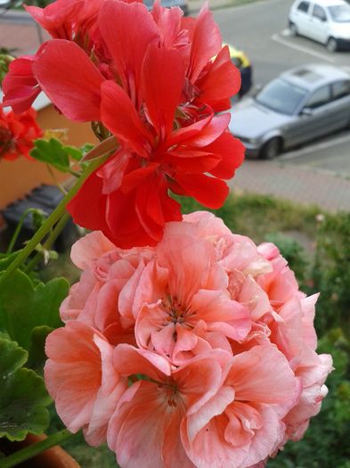 20160715_193302 - VARA SUFLETULUI MEU