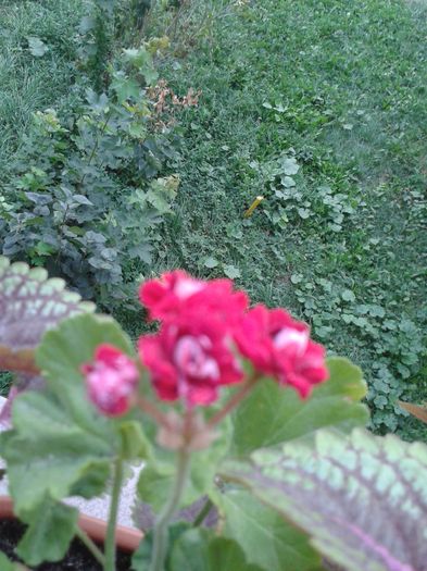 20160715_193312 - VARA SUFLETULUI MEU