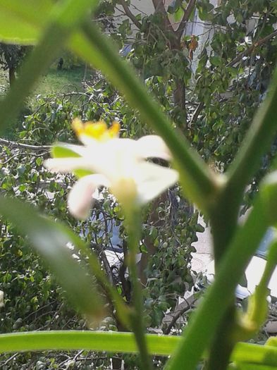20160716_095442 - VARA SUFLETULUI MEU