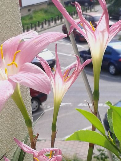 20160716_095453 - VARA SUFLETULUI MEU