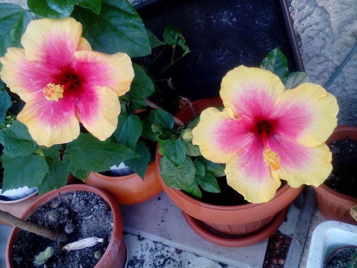 IMG_20160708_164341 - Hibiscusi 2016