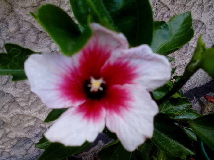 IMG_20160708_164449 - Hibiscusi 2016