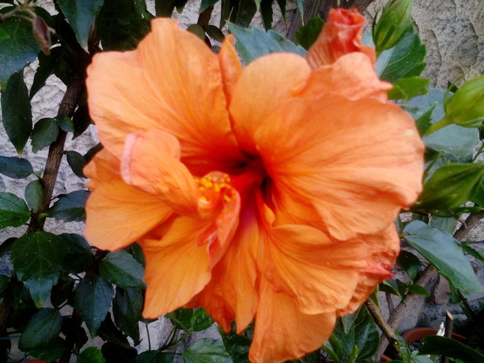 IMG_20160708_164523 - Hibiscusi 2016