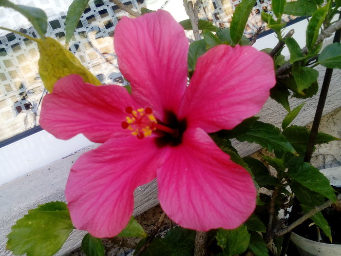 IMG_20160708_164554 - Hibiscusi 2016