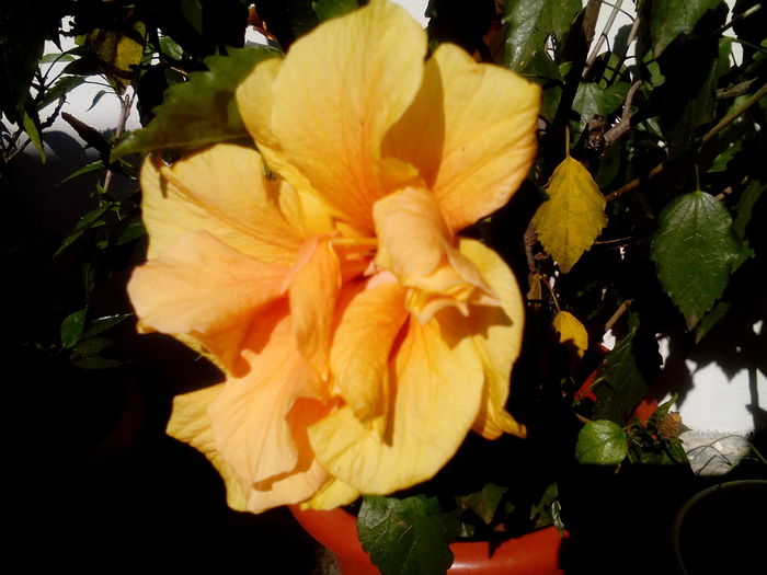 IMG_20160708_164636 - Hibiscusi 2016