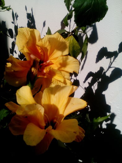 IMG_20160708_164645 - Hibiscusi 2016