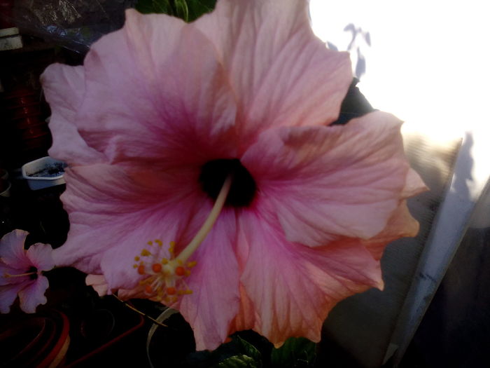 IMG_20160708_164847 - Hibiscusi 2016