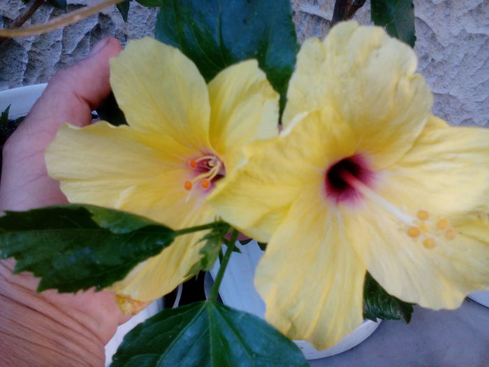 IMG_20160708_164911 - Hibiscusi 2016