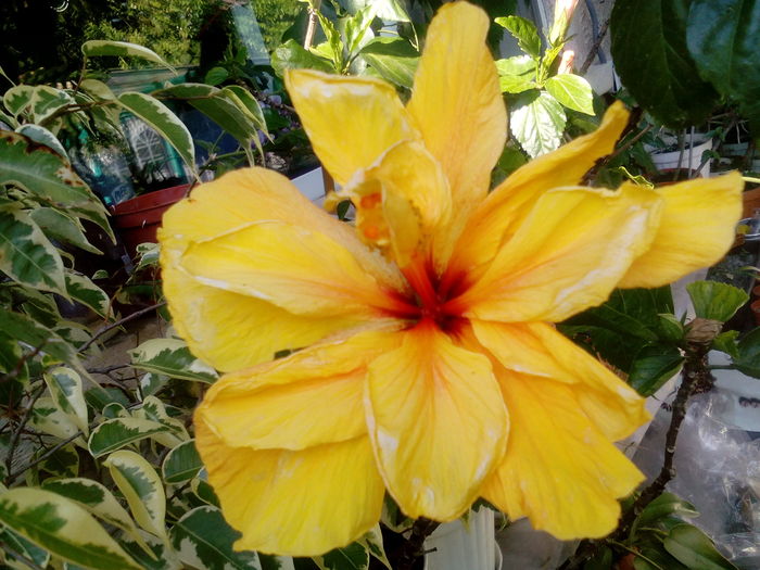 IMG_20160708_165016 - Hibiscusi 2016