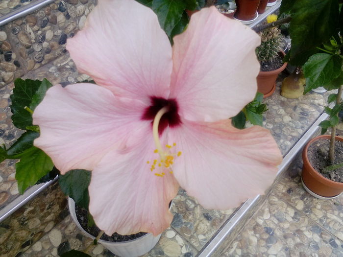 IMG_20160709_161114 - Hibiscusi 2016