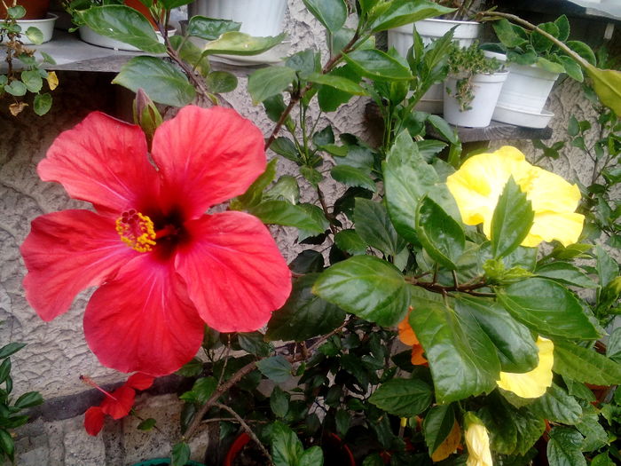 IMG_20160709_161426 - Hibiscusi 2016