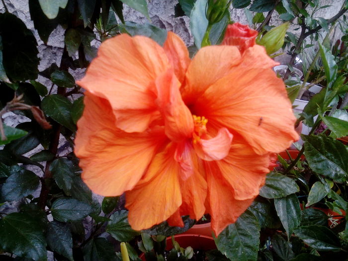 IMG_20160709_161444 - Hibiscusi 2016