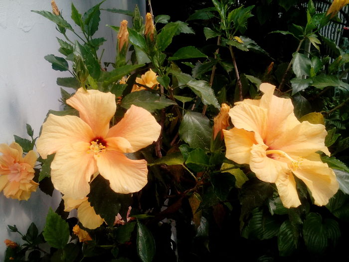 IMG_20160709_161330 - Hibiscusi 2016