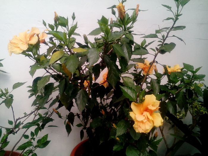 IMG_20160709_161342 - Hibiscusi 2016