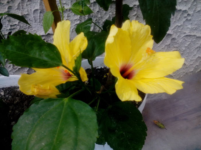 IMG_20160709_161815 - Hibiscusi 2016