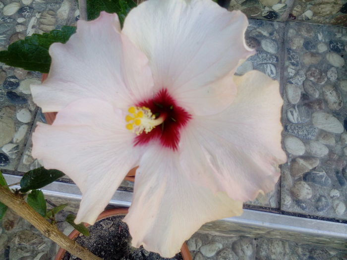 IMG_20160709_173045 - Hibiscusi 2016