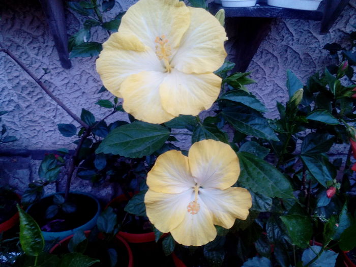 IMG_20160710_193447 - Hibiscusi 2016