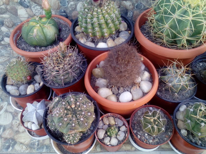 IMG_20160716_172312 - Cactusi si suculente 2016