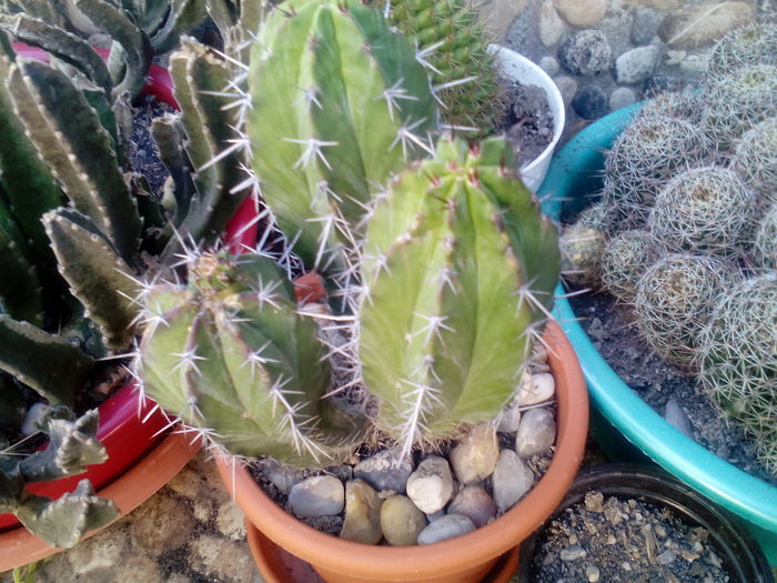 IMG_20160716_172208 - Cactusi si suculente 2016