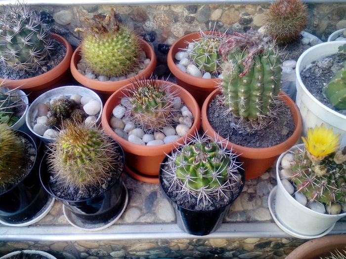 IMG_20160716_172139 - Cactusi si suculente 2016