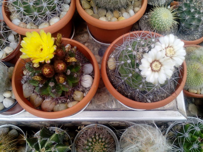 IMG_20160709_161215 - Cactusi si suculente 2016