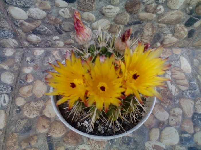 IMG_20160709_160955 - Cactusi si suculente 2016