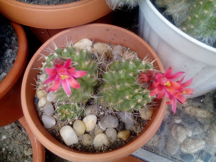 IMG_20160709_161010 - Cactusi si suculente 2016